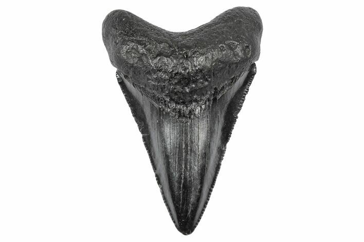 Serrated, Juvenile Megalodon Tooth - South Carolina #340521